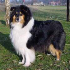 Toffee