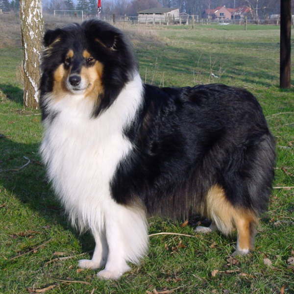 Toffee