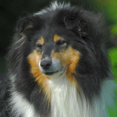 Toffee im Juni 2007