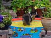 Yentle bei der gro�en Sommerhitze Juli 2006