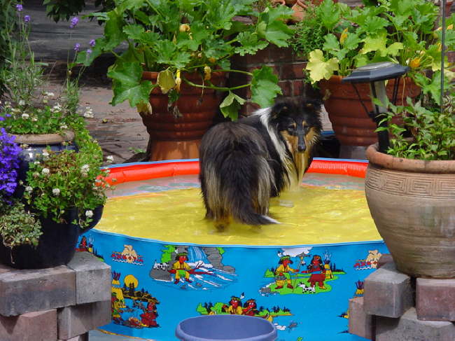 Yentle bei der gro�en Sommerhitze Juli 2006