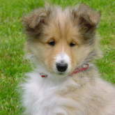 Yuma
