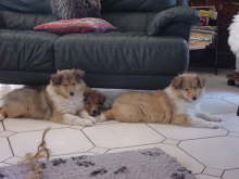 Zodiac, Zelda und Zoe am 30.12.05