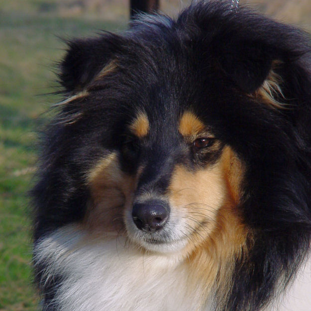 Toffee