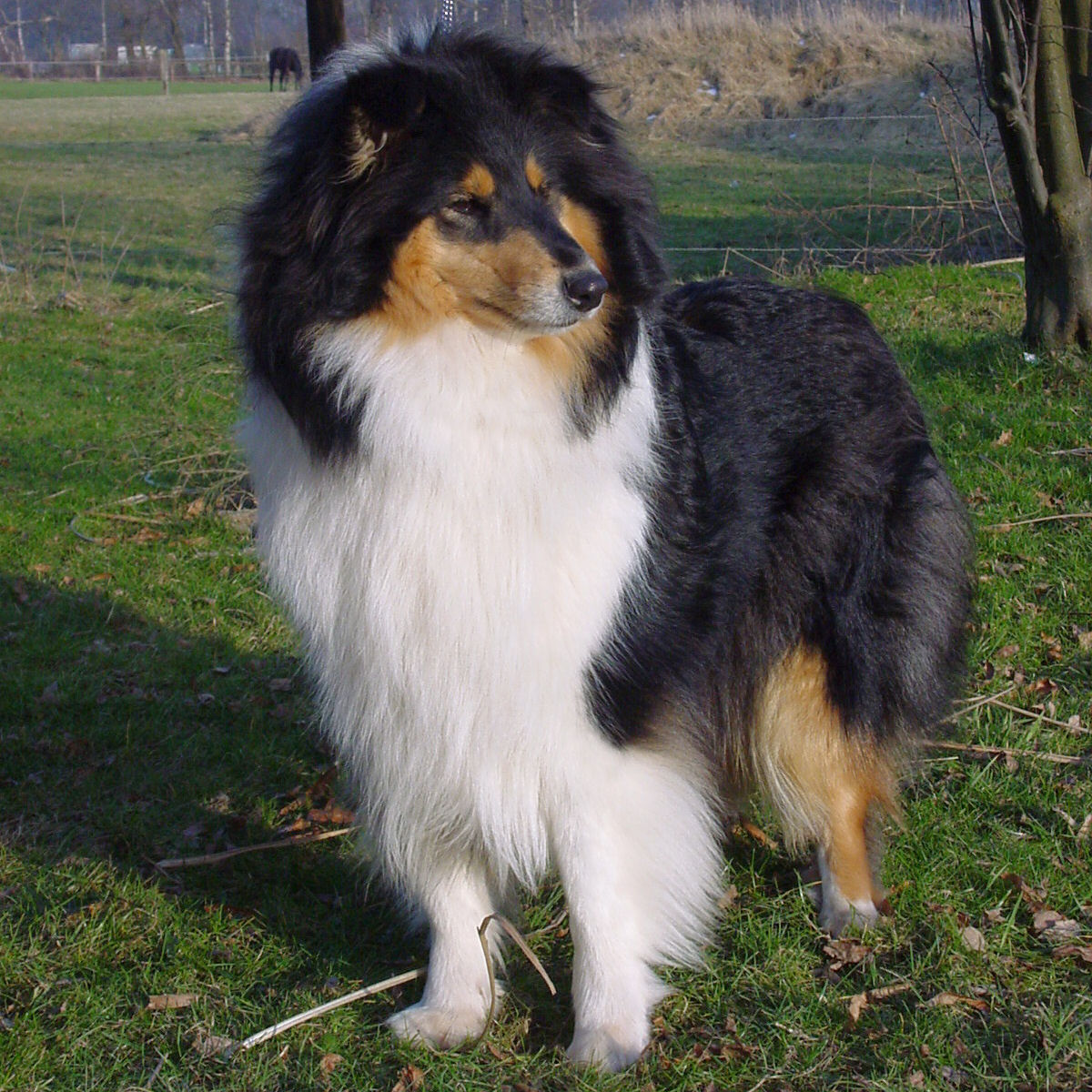 Toffee